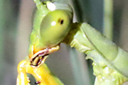 Mantinae Sp Praying Mantis (za) (Mantinae sp)